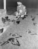 Santa Cruz (1961) - Photograph of the aftermath of the ''bird attack'' which happened in Santa Cruz on the night of 18th August 1961.